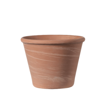 Vasum White